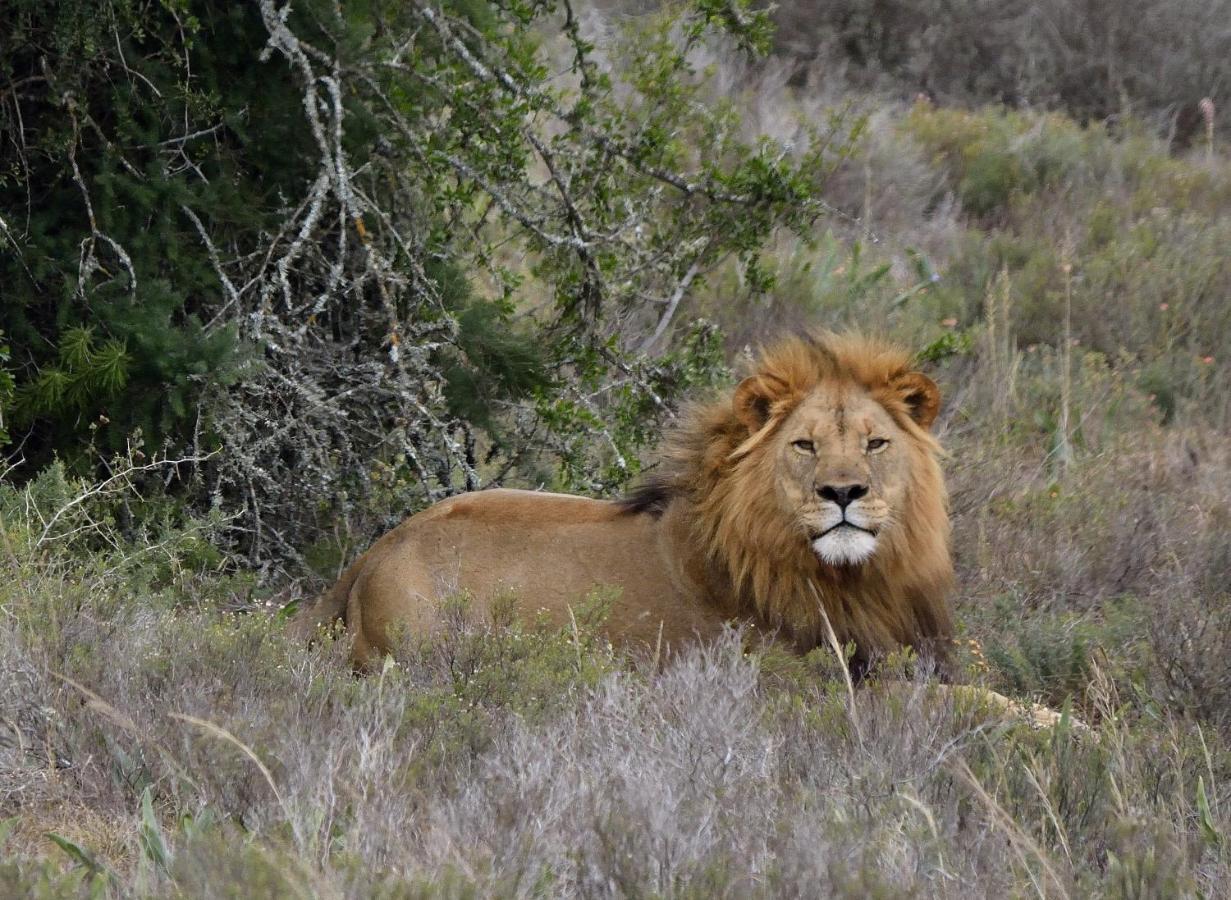 Quatermain'S 1920'S Safari Camp - Amakhala Game Reserve Luaran gambar